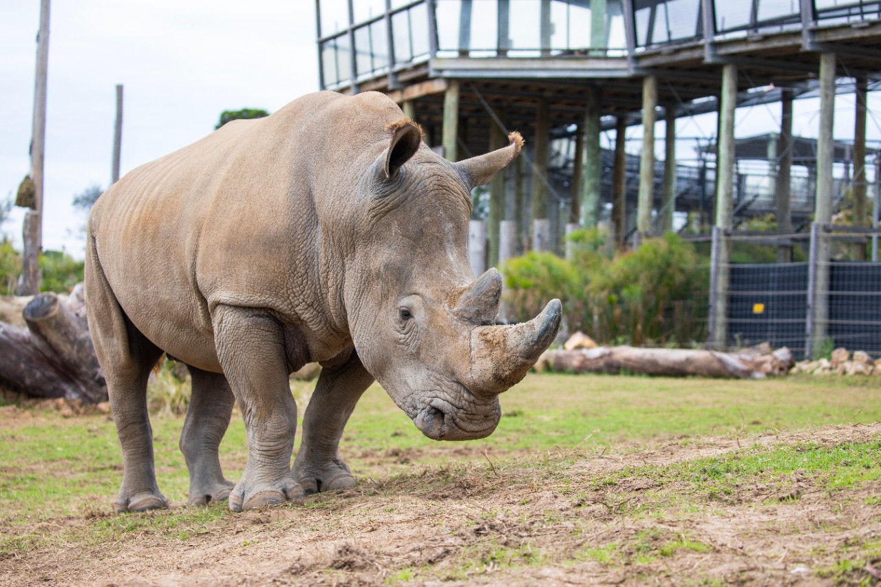 Rhino at the sydney zoo