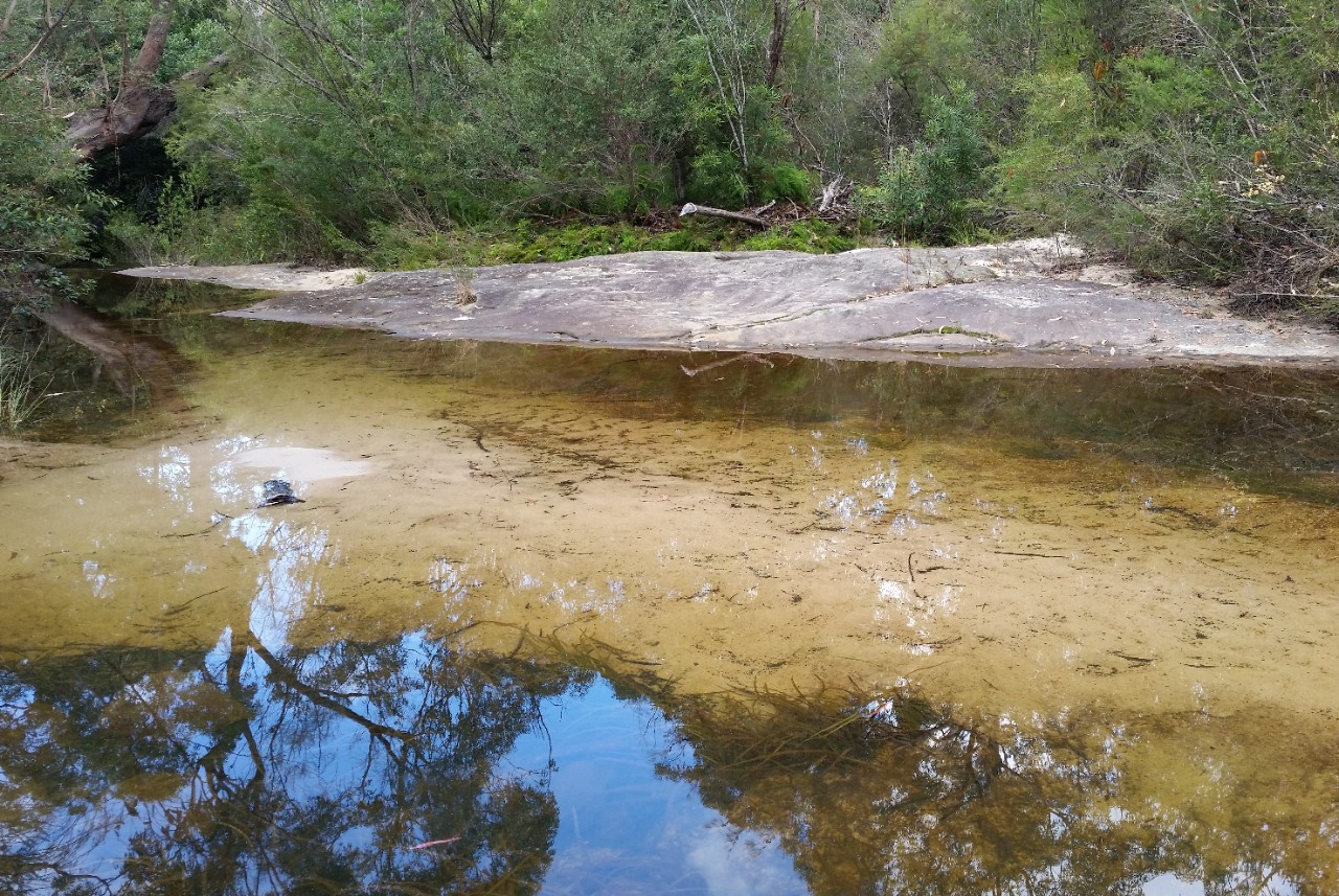 Natural creeks can be found in urban environments in parks and reserves.