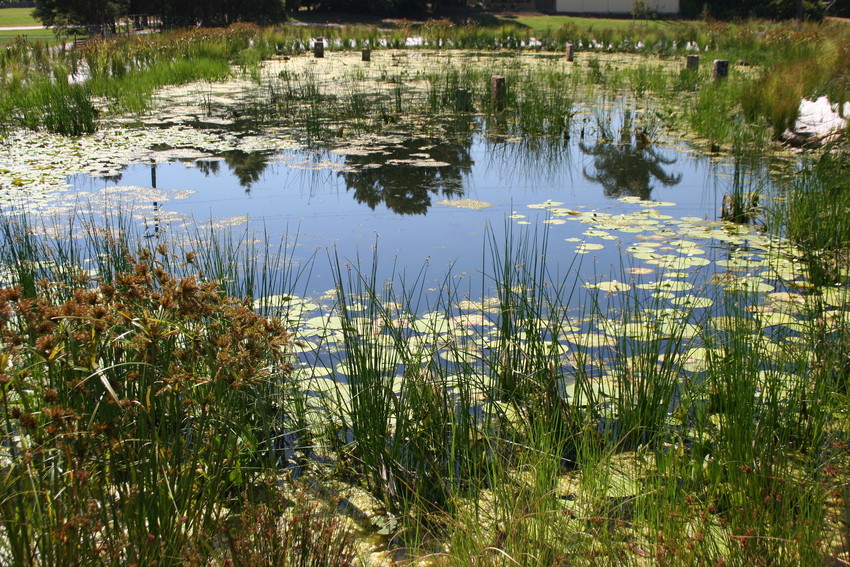 Wetlands with a mixture of aquatic flora and fauna. 