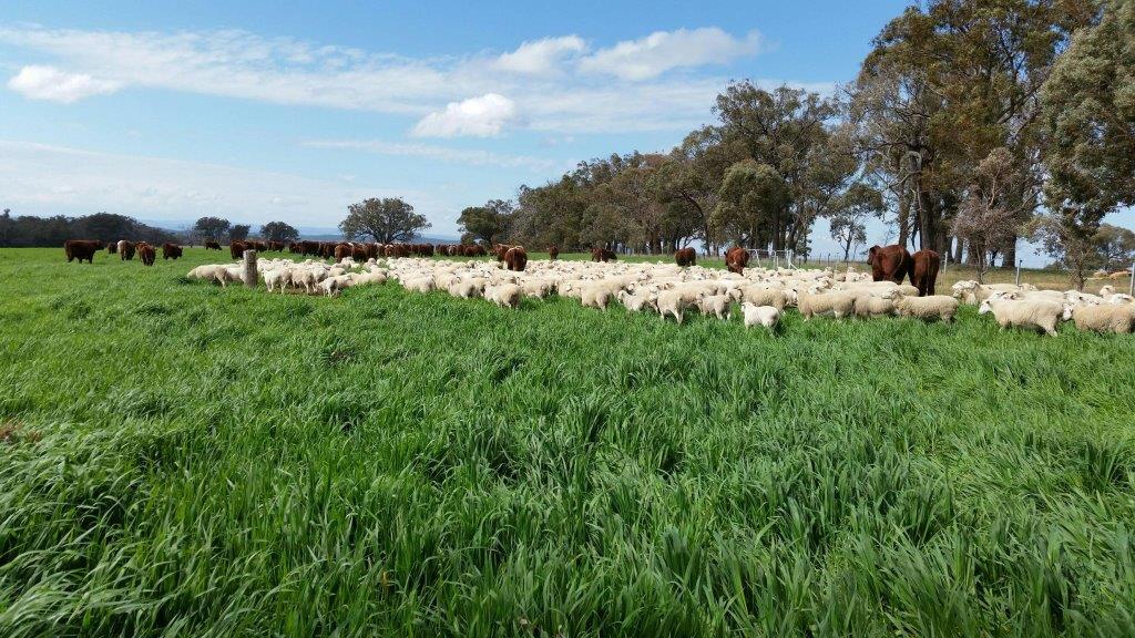 A photo of sheep and cattle grazing on a pasture.