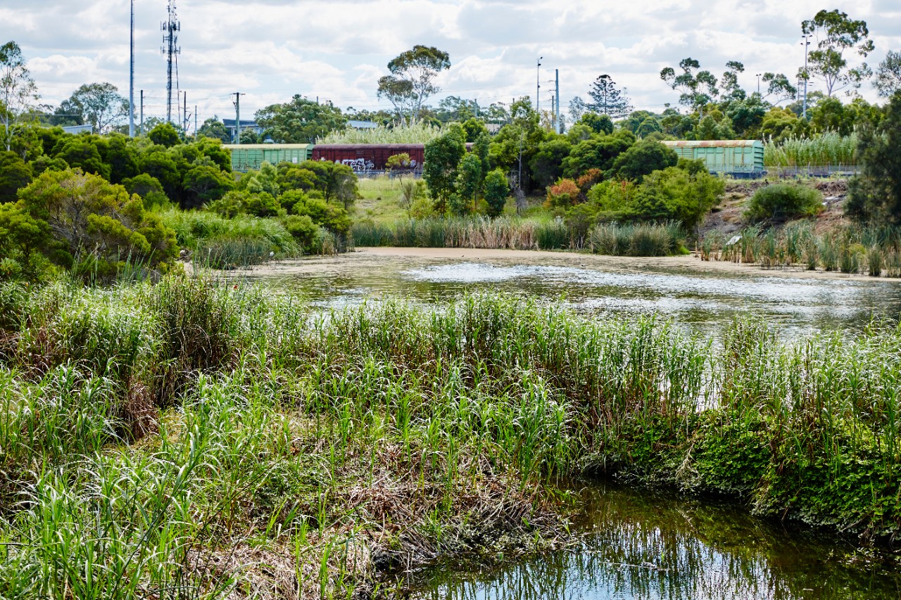 A constructed wetland