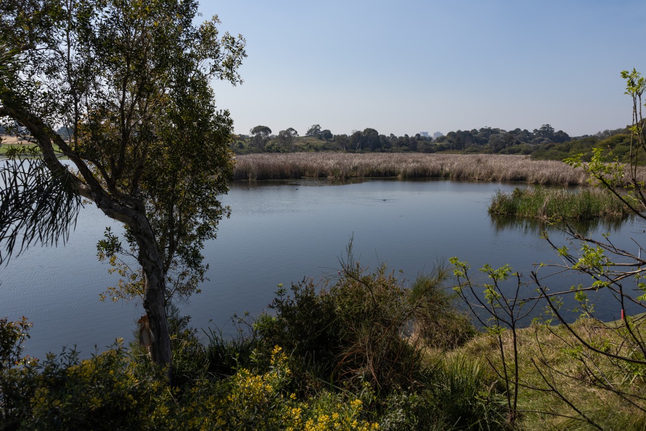 A view across Botany Wetlands