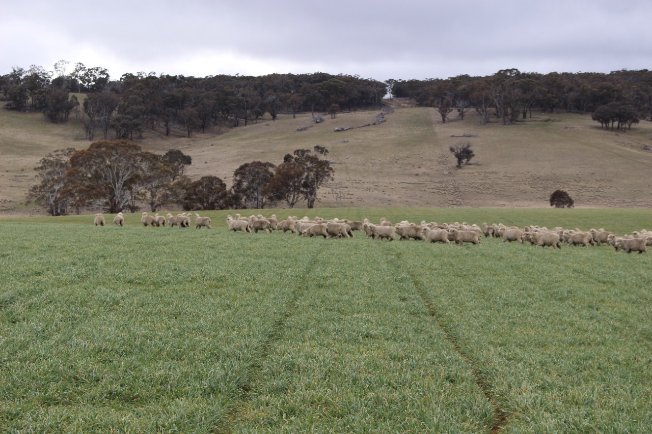 Sheep grazing in a field where biosolids are used. 