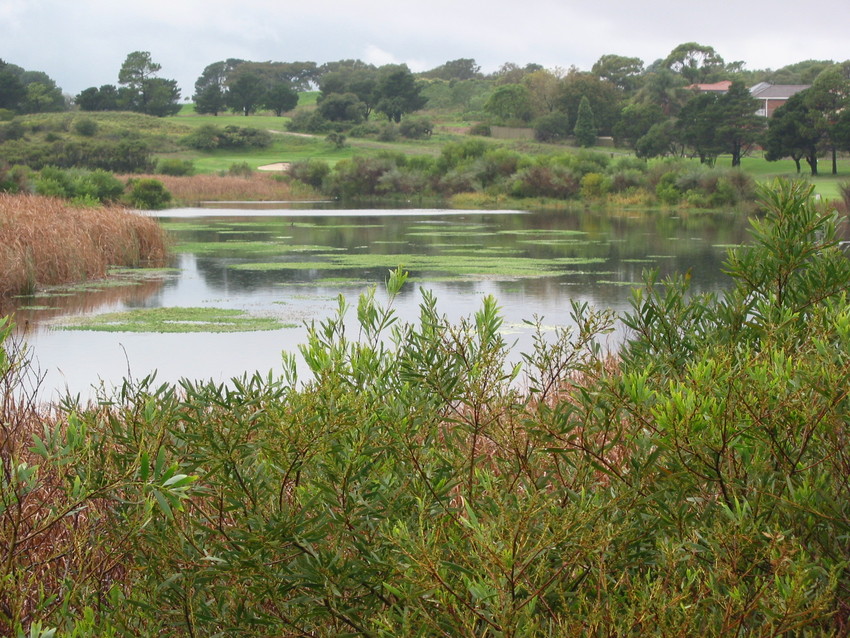 Native shrubs next to a waterway in the Botany Wetlands