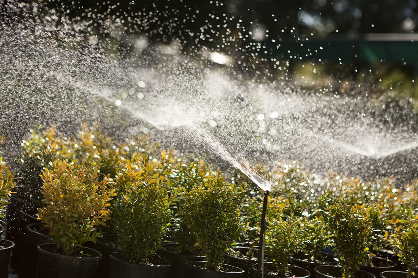 Sprinklers using recycled water on plants.