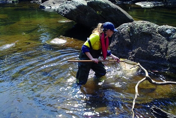 A female Sydney Water employee wading in a creek to sample water.