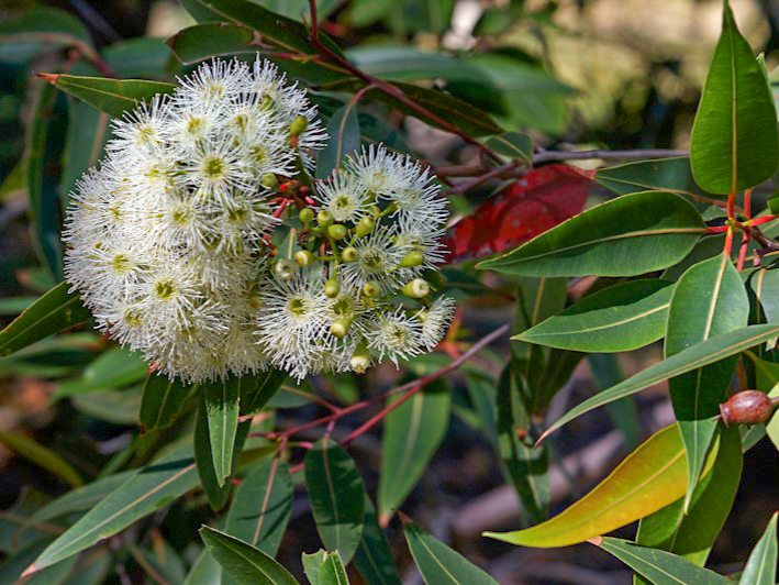 Corymbia gummifera, commonly known as red bloodwood, is a hardwood tree native to eastern Australia.