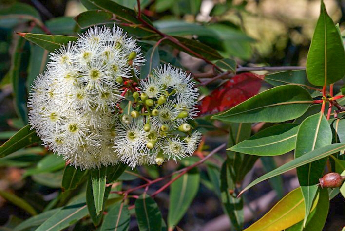 Corymbia gummifera, commonly known as red bloodwood, is a hardwood tree native to eastern Australia.