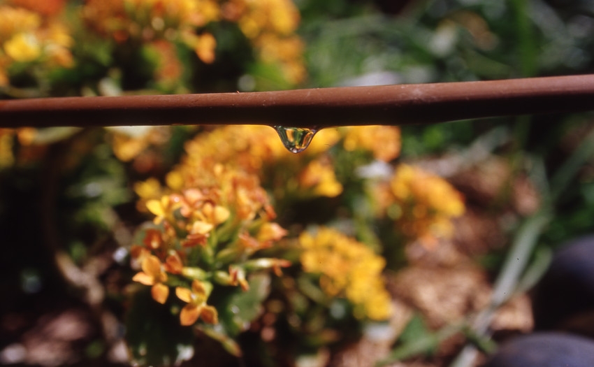 Aa drip irrigation pipe with water collecting ready to fall.